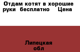 Отдам котят в хорошие руки, бесплатно. › Цена ­ 1 - Липецкая обл., Липецк г. Животные и растения » Кошки   . Липецкая обл.